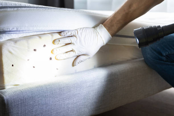 Best Wasp Removal Services  in Woodburn, VA