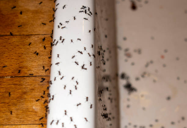 Best Rat Extermination Near Me  in Woodburn, VA